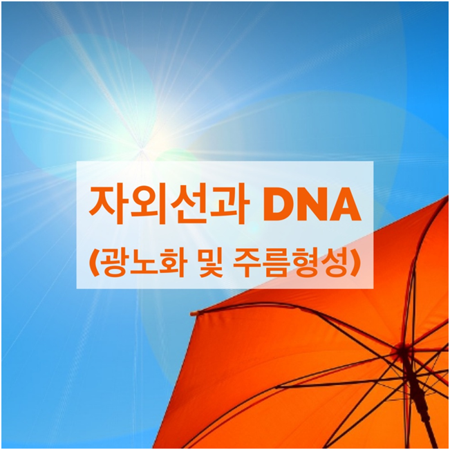 이지듀 선패치, 자외선 차단제 종류 (자외선에 의한 DNA손상과 주름형성 및 노화 매커니즘, 자외선 종류 2)